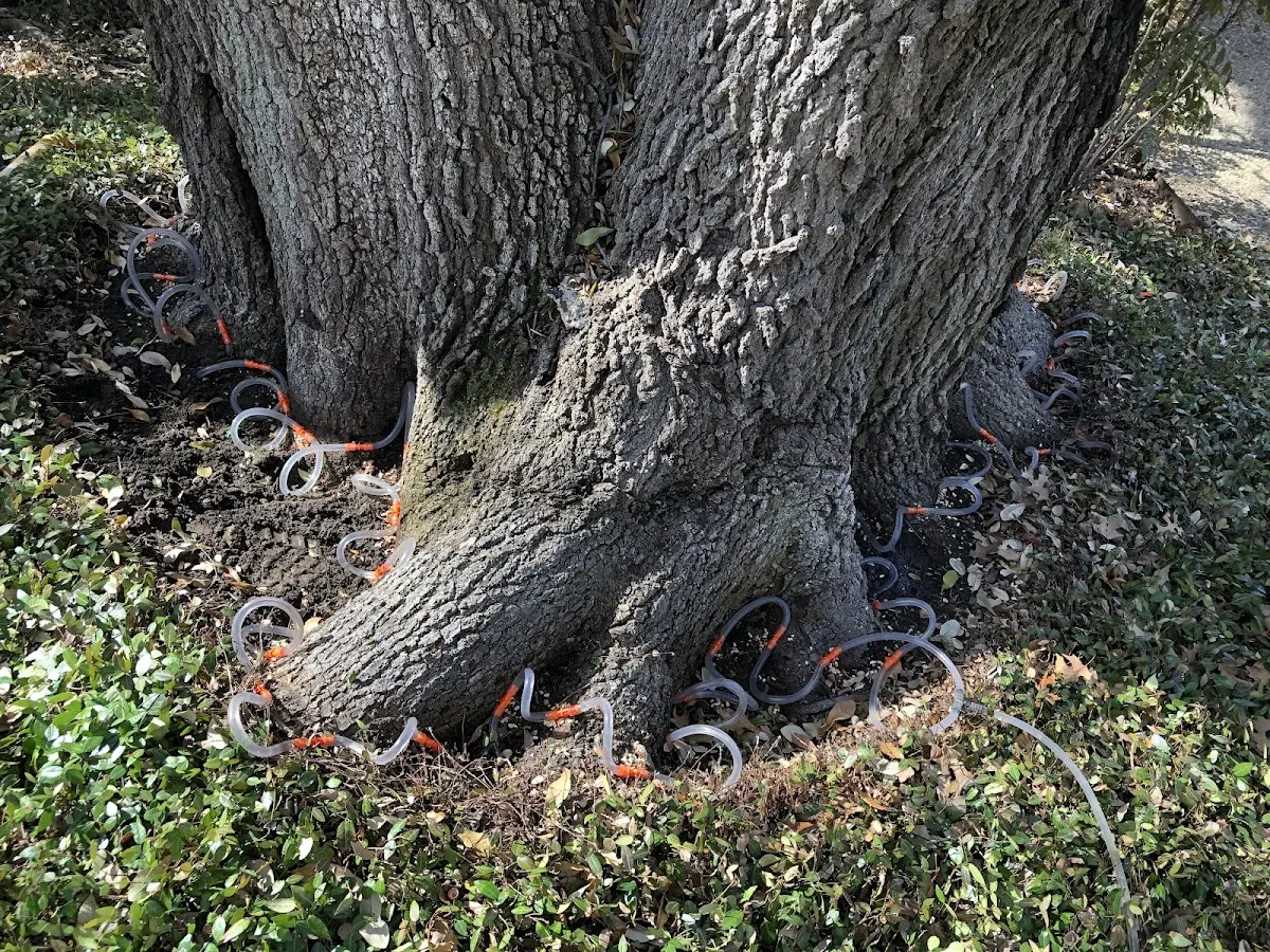 Detailed Tree Cabling and Bracing job site in Athens